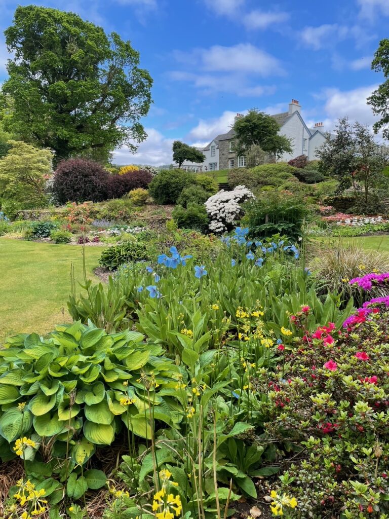 A farmhouse in the distance. In the foreground A swathes of short azaleas, but also drifts of blue Mecanopsis poppies and candelabra primulas